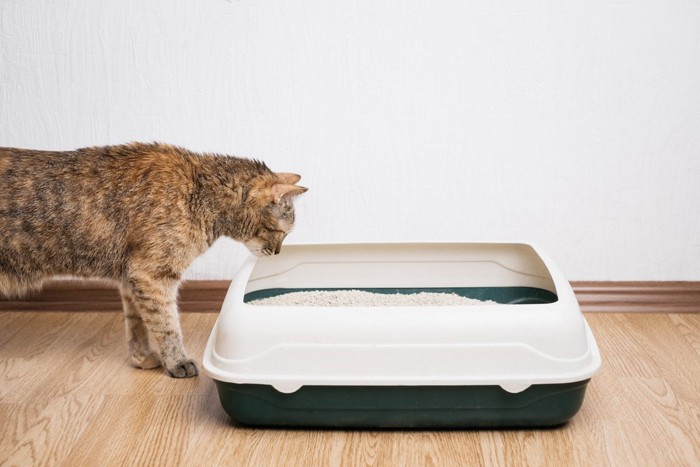 トイレをのぞき込む猫