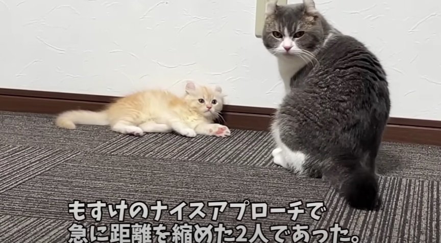 カメラ目線の猫たち