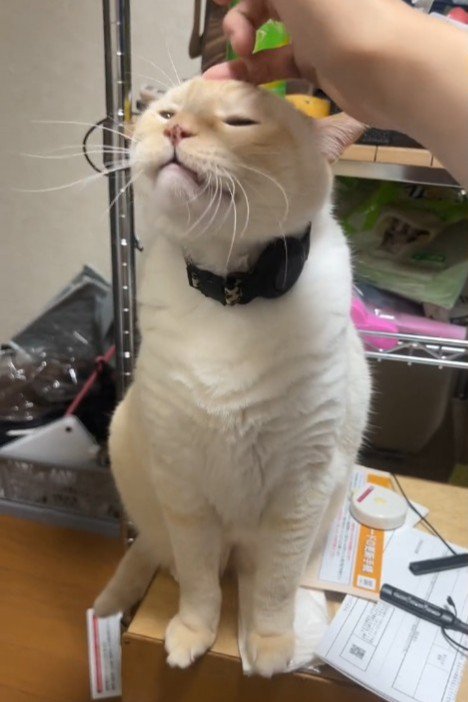 なでられる猫
