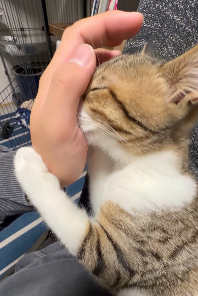 人の手に顔をつける猫