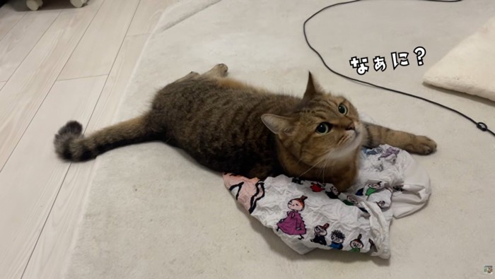 エコバッグの上で寝そべっている猫