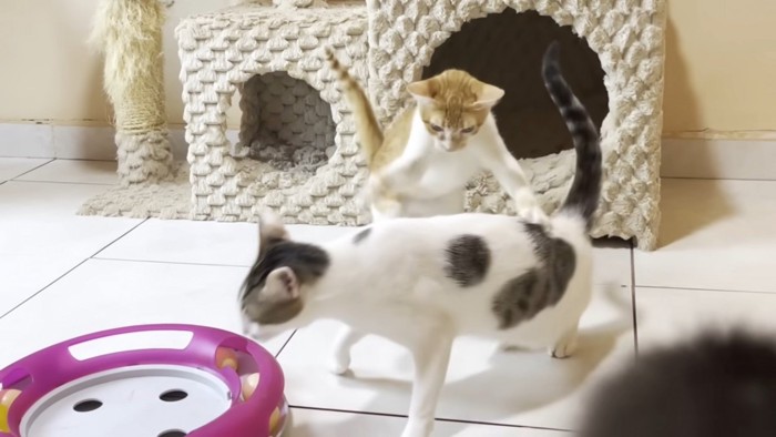 猫パンチをする子猫