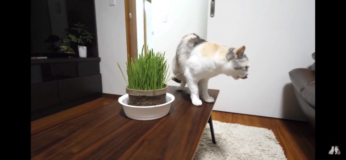 口をペロッとする猫