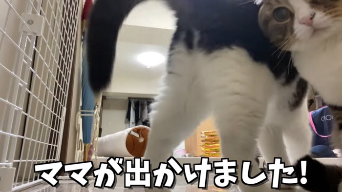 カメラを見る猫と猫の後ろ姿