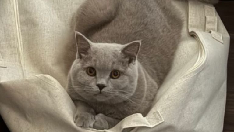 室内にいる猫