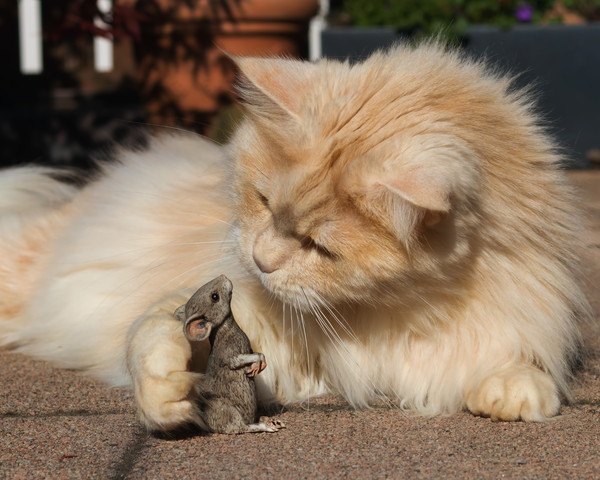 鼠に手をかける猫