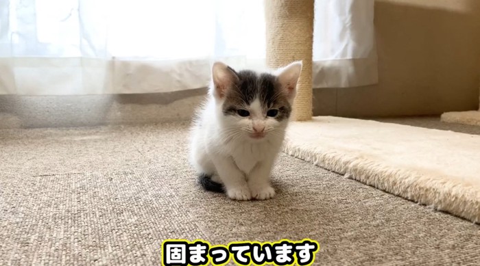 雷にびっくりする子猫