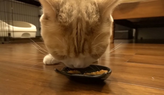 おやつを食べる猫