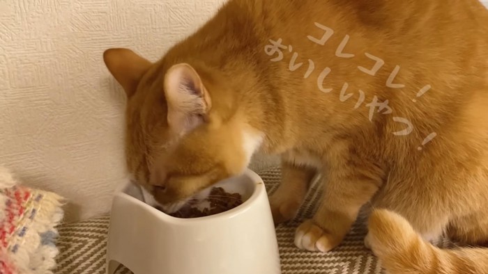 ごはんを食べる猫