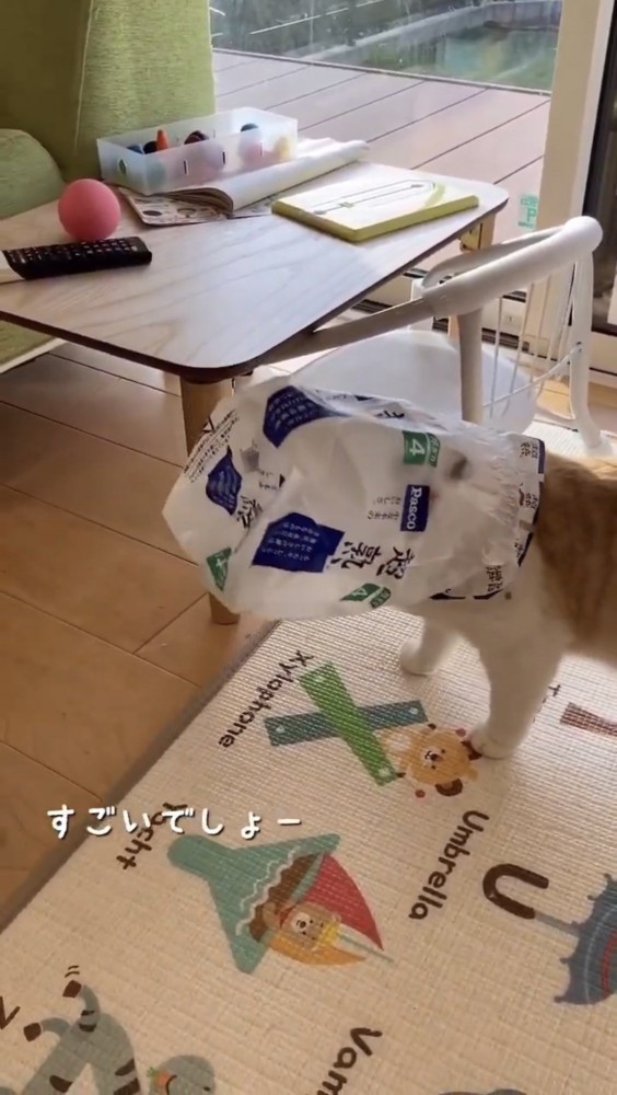 袋をかぶる猫%％すっぽりです