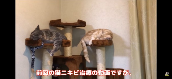 キャットタワー