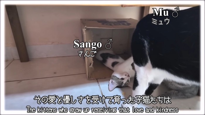子猫をかまう猫