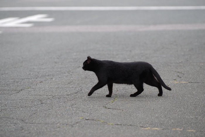 道路を歩いている黒猫