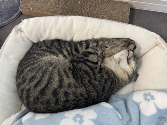 体を綺麗に折りたたんで眠る猫