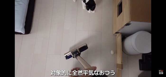 掃除機を見つめる猫