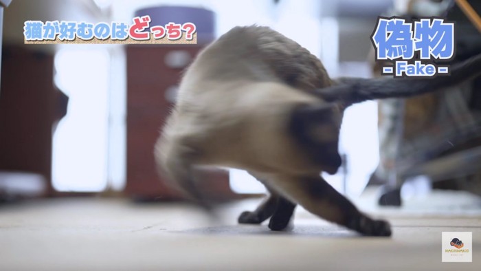 勢いの良いシャム猫