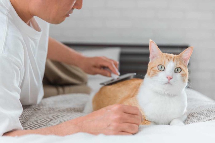 飼い主さんにブラッシングしてもらう猫