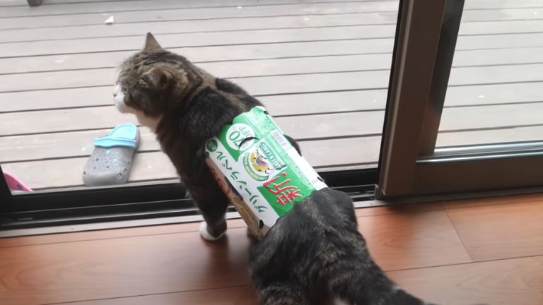 外を眺めている猫