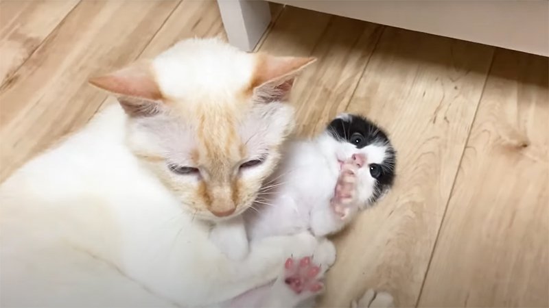 ぎゅっと抱きしめられる子猫