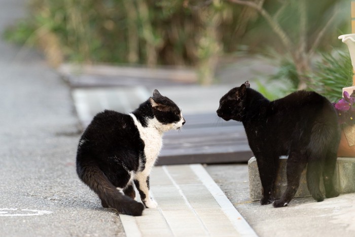 睨み合う2匹の猫