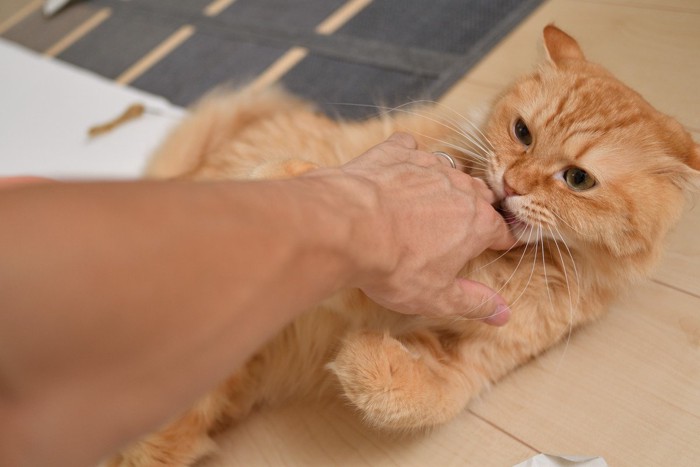 手を伸ばす飼い主さんとイカ耳の猫