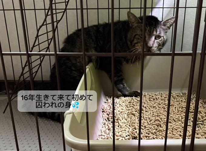 ケージの中にいる猫