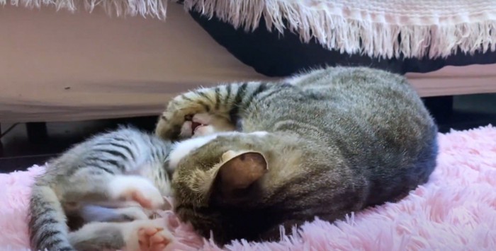 じゃれる猫2匹