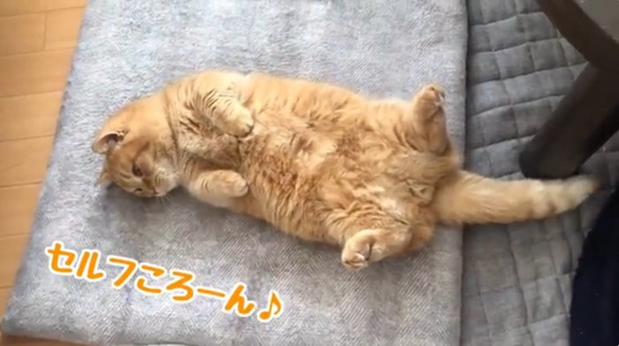 へそ天のマンチカン猫