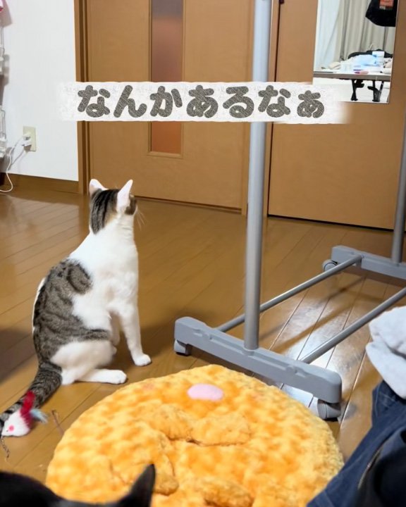 見つめる猫