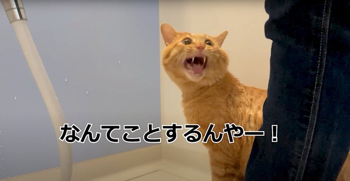 大きく口を開ける猫