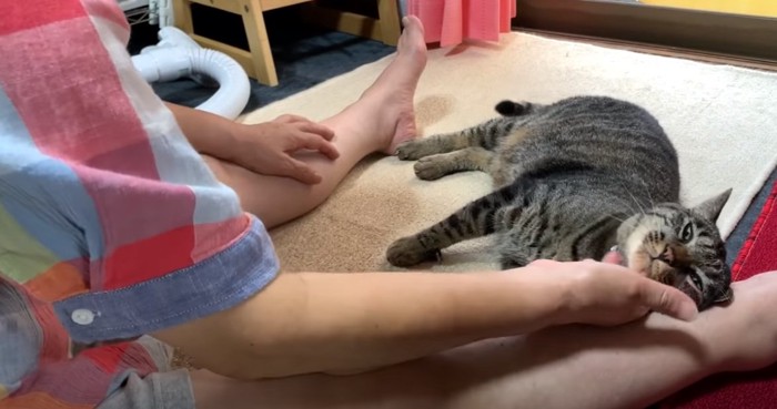 女性の近くで横たわる猫