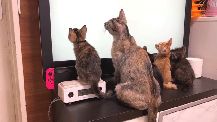 子猫たちと一緒にテレビの前へ並んだ母猫