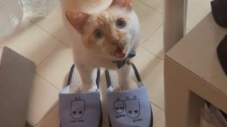 鳴いている猫