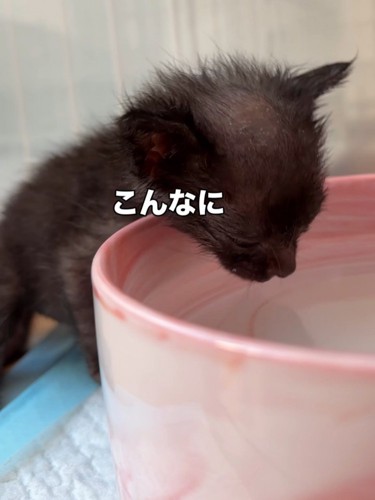 水を飲もうとする黒い子猫