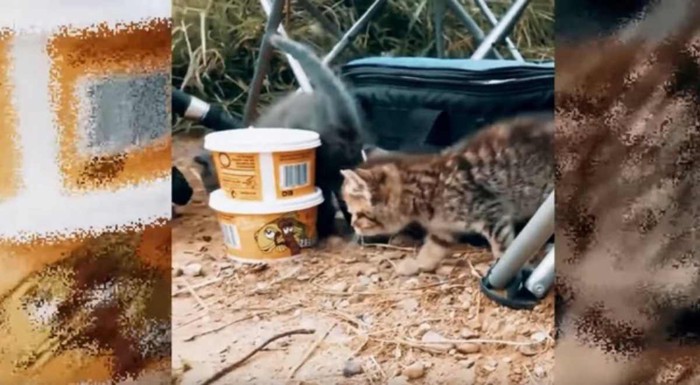 釣り道具のそばに2匹の子猫