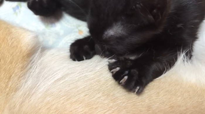 柴犬と寝る黒猫の子猫