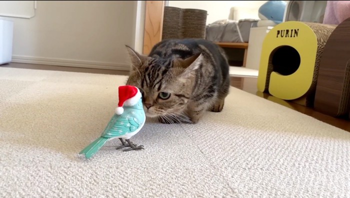 鳥のおもちゃに顔を近づけるキジトラ猫