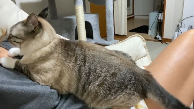 女性に乗る猫