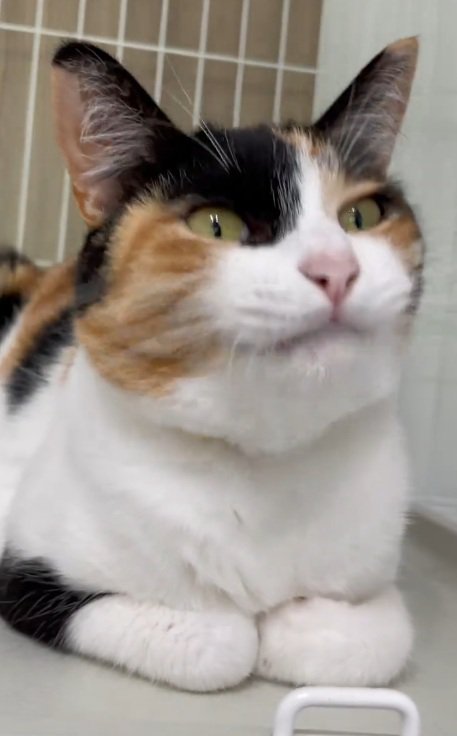 香箱座りしている三毛猫