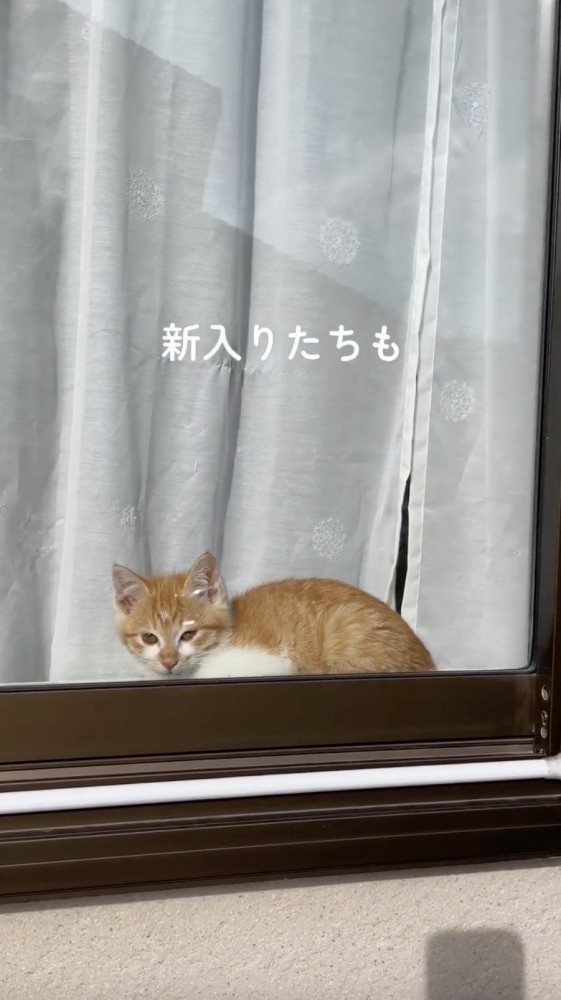 外を眺める猫