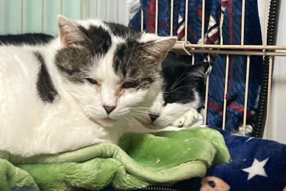 寄り添って寝る2匹の猫