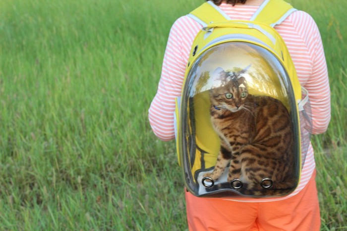 背中のリュックに入っている猫