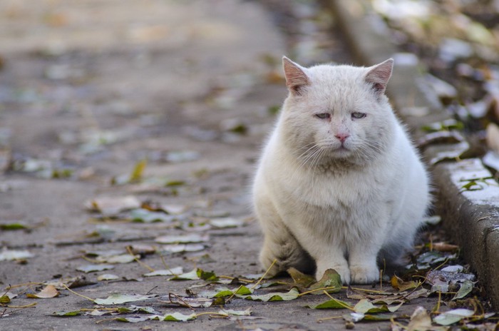 情けない顔の猫