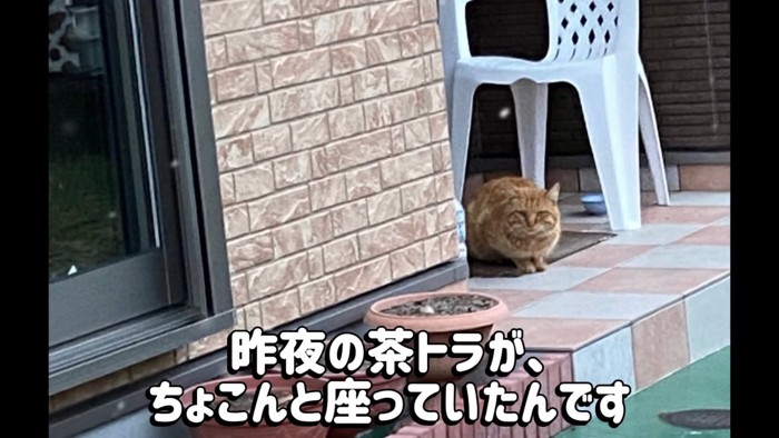 外に座っている猫