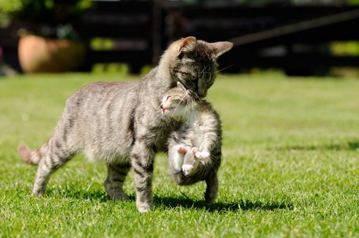 子猫を運ぶ猫