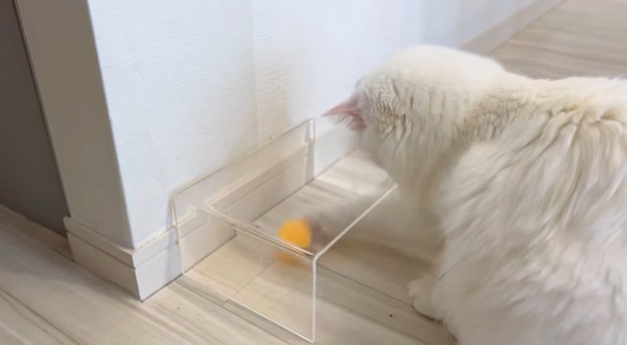 ピンポン玉を取ろうとする猫