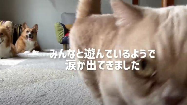 近づく猫と離れたところにいる犬