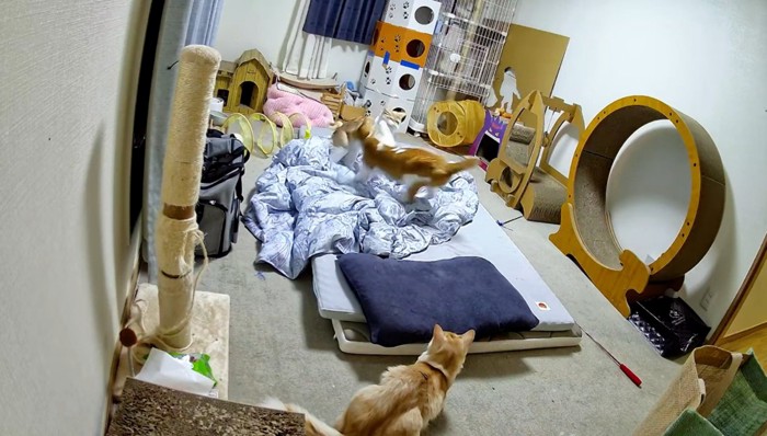 部屋で遊ぶ3匹の猫