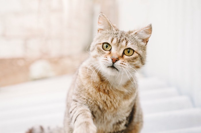 話しかけてきた猫