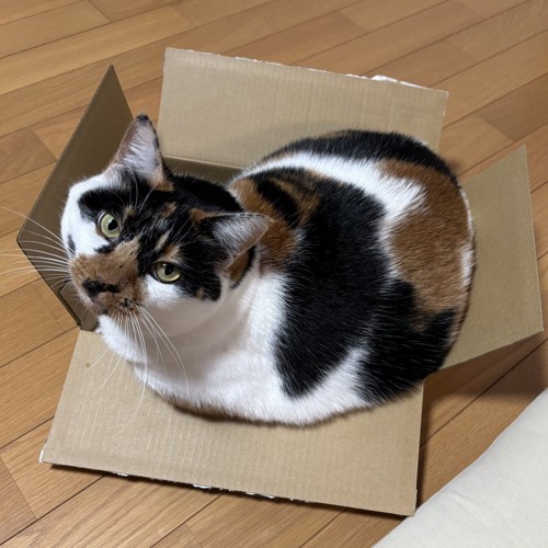 箱に入った三毛猫